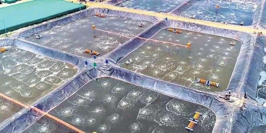 Aerial view of HDPE-lined shrimp ponds with paddle-wheel aerators at the farm in Nellore, Andhra Pradesh