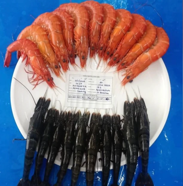 Vannamei shrimp harvest sample from the farm: cooked shrimp above, raw shrimp below, with a sample identification card