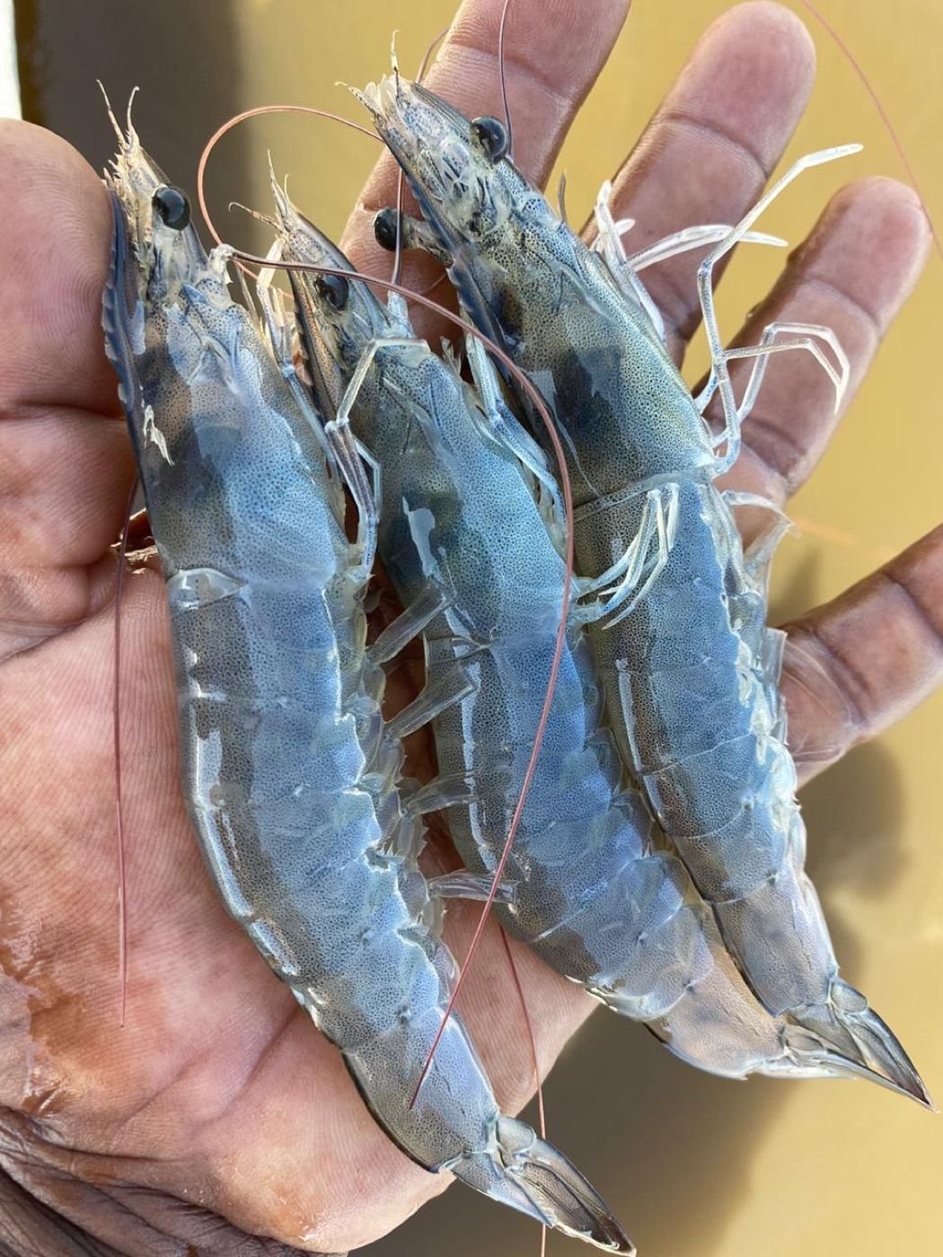 Healthy vannamei (whiteleg) shrimp fresh from the pond at Nishanth Reddy's shrimp farm in Nellore, Andhra Pradesh